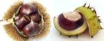 Left: Edible Chestnut Right: Horse Chestnut