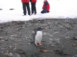 Lindblad Walking Among the Penguins, Aitcho Island, Antarctica