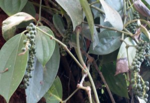 Peppercorns on the vine in India